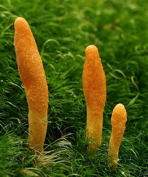 Te Latte CaféElixir de Cordyceps militaris (CORDYCEPS)