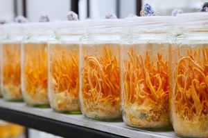 Te Latte CaféElixir de Cordyceps militaris (CORDYCEPS)