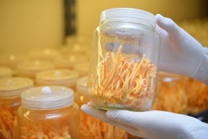 Te Latte CaféElixir de Cordyceps militaris (CORDYCEPS)