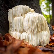 Te Latte CaféElixir Fungi