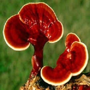 Te Latte CaféElixir de Ganoderma lucidum (REISHI)