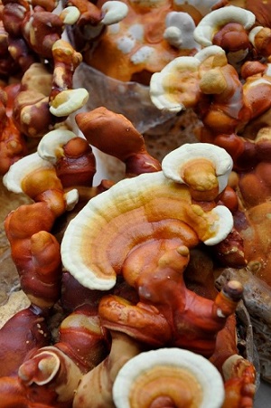 Te Latte CaféElixir de Ganoderma lucidum (REISHI)