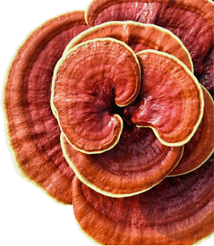 Te Latte Café - Te latte Cafe Mocca Con Ganoderma Lucidum
