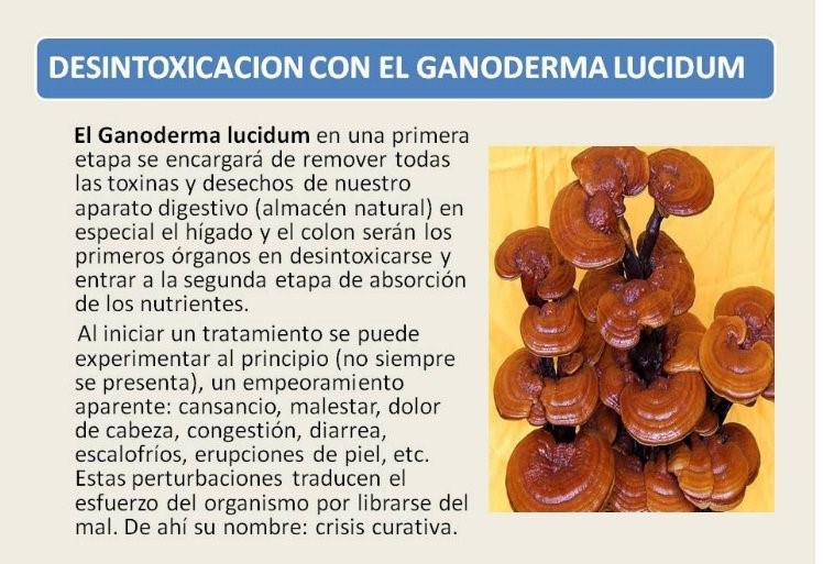 Te Latte Café - Te latte Cafe Mocca Con Ganoderma Lucidum