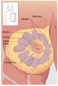 Te Latte Café - cáncer de mama