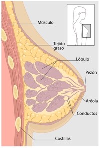 Te Latte Café - cáncer de mama