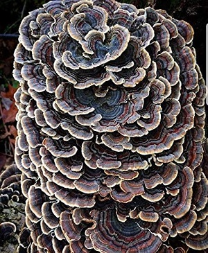 Te Latte Café - Cápsulas de Trametes versicolor (Kawaratake) o Cola de Pavo
