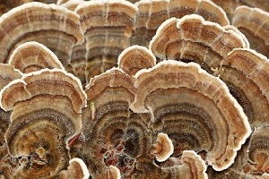 Te Latte Café - Cápsulas de Trametes versicolor (Kawaratake) o Cola de Pavo
