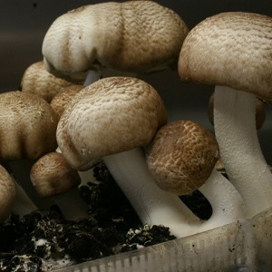 Te Latte CaféElixir de Agaricus blazei (HONGO DEL SOL)