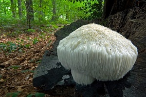 Te Latte CaféElixir de Hericium erinaceus (MELENA DE LEÓN)