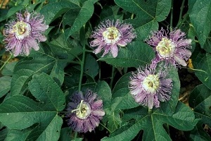 Te Latte CaféElixir de Passiflora incarnata (PASSIFLORA)
